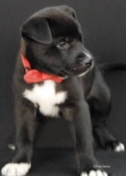 Husky Dogs Available for Adoption in Newland, North Carolina - Gekko | PetCurious