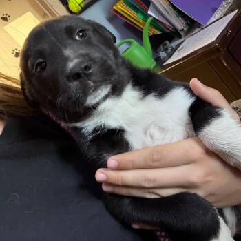 Collie and Australian Cattle Dog Blue Heeler Dogs Available for Adoption in Casa Grande, Arizona - Camila | PetCurious