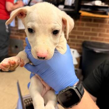 Labrador Retriever Dogs Available for Adoption in Birmingham, Alabama - Chamberlain | PetCurious