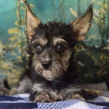 Florian -  Chihuahua and Miniature Schnauzer Dog for Adoption in Tylertown, Mississippi - Florian | PetCurious