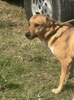 Valentino -  Basenji Dog for Adoption in Joshua, Texas - Valentino | PetCurious