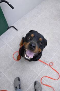 Rottweiler Dogs Available for Adoption - Biggs  | PetCurious