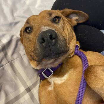 Mixed Breed Dogs Available for Adoption - Daisy | PetCurious