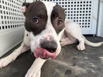 Pit Bull Terrier Dogs Available for Adoption - TRAVIS | PetCurious