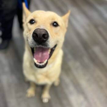 Fritz -  Yellow Labrador Retriever and White German Shepherd Dog for Adoption in Westminster, Maryland - Fritz | PetCurious