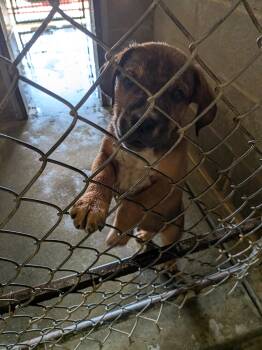 Dan -  Pit Bull Terrier Dog for Adoption in Hermiston, Oregon - Dan | PetCurious