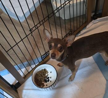 Chihuahua Dogs Available for Adoption in Missouri City, Texas - Rayven BR-T | PetCurious
