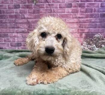 Clyde -  Poodle Dog for Adoption in Sedalia, Colorado - Clyde | PetCurious