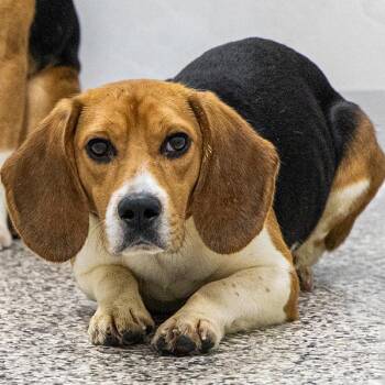 Pete -  Beagle Dog for Adoption in Des Moines, Iowa - Pete | PetCurious
