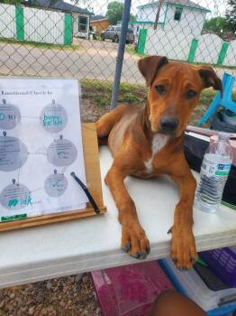 Rescue Mixed Breed Dogs for Adoption in Kempner, Texas - Honey | PetCurious