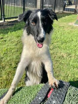 Rescue Border Collie and Mixed Breed Dogs for Adoption in Riverside, California - ROSE | PetCurious