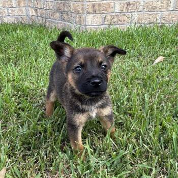 Peekaboo -  German Shepherd Dog and Mixed Breed Dog for Adoption in Carencro, Louisiana - Peekaboo | PetCurious
