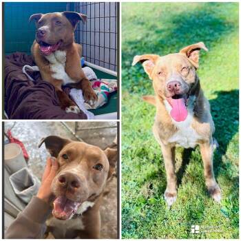 RUSTY -  Retriever Dog for Adoption in Coudersport, Pennsylvania - RUSTY | PetCurious