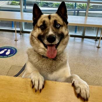 WEST -  German Shepherd Dog and Siberian Husky Dog for Adoption in St. Louis, Missouri - WEST | PetCurious