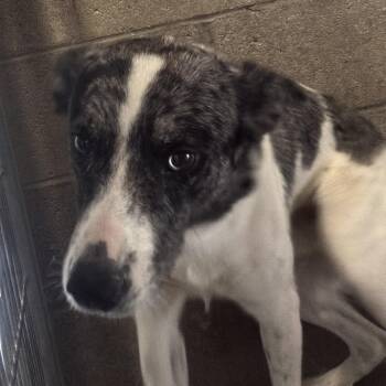 Vern -  Cattle Dog Dog for Adoption in Yuma, Arizona - Vern | PetCurious