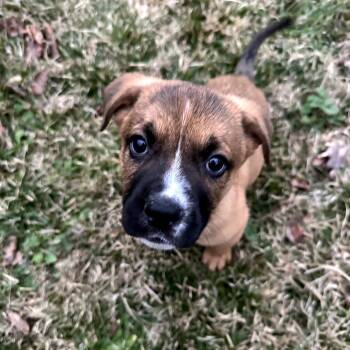 Mixed Breed Dogs Available for Adoption - Aquarius | PetCurious