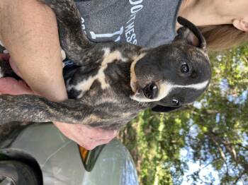 American Staffordshire Terrier and Pit Bull Terrier Dogs Available for Adoption in Texarkana, Texas - Heston | PetCurious