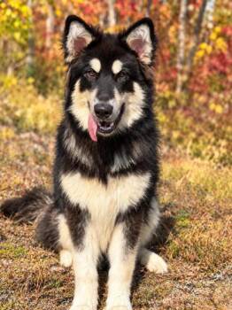 Mishka -  Alaskan Malamute Dog for Adoption in Gwinn, Michigan - Mishka | PetCurious