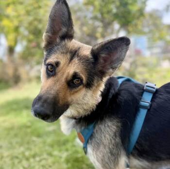 German Shepherd Dog Dogs Available for Adoption in Davis, California - Mango | PetCurious