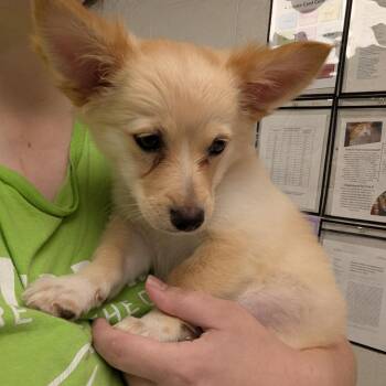 Wilder -  Chihuahua and Corgi Dog for Adoption in Evansville, Indiana - Wilder | PetCurious