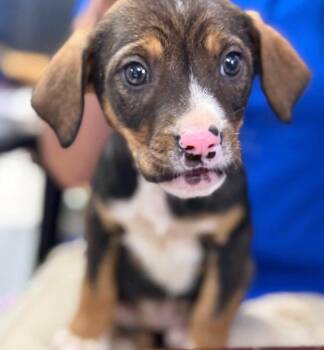 PENNY -  Beagle Dog for Adoption in Pemberton Township, New Jersey - PENNY | PetCurious