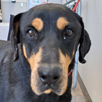 Rescue Mixed Breed Dogs for Adoption in Las Cruces, New Mexico - 99931 | PetCurious