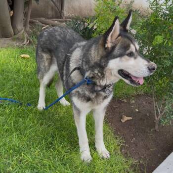 Big Buford -  Husky and Mixed Breed Dog for Adoption in Aldie, Virginia - Big Buford | PetCurious