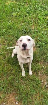 Rex -  Boxer Dog for Adoption in Indiana, Pennsylvania - Rex | PetCurious