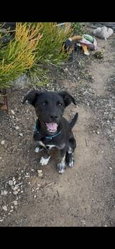 Labrador Retriever Dogs Available for Adoption in San Diego, California - Daffodil | PetCurious