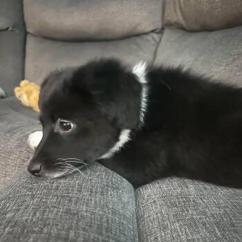 Oreo (pup) -  Border Collie and Mixed Breed Dog for Adoption in Overland Park, Kansas - Oreo (pup) | PetCurious