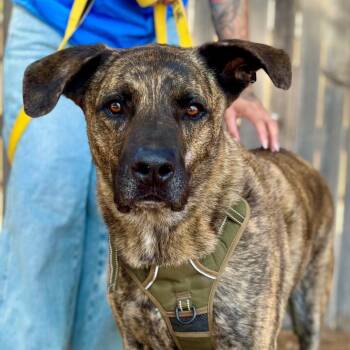 Rescue Mountain Cur Dogs for Adoption in Midland, Texas - Whiskey | PetCurious