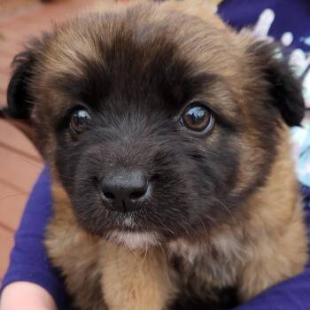 Mixed Breed Dogs Available for Adoption - Blackberry | PetCurious