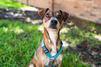 Rescue Mixed Breed Dogs for Adoption in Carrollton, Texas - Jazzy | PetCurious