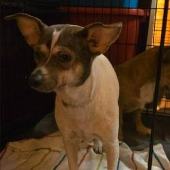 Chi Chi -  Chihuahua and Mixed Breed Dog for Adoption in Montgomery, Texas - Chi Chi | PetCurious