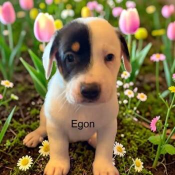 Egon -  Chiweenie Dog for Adoption in Fort Worth, Texas - Egon | PetCurious