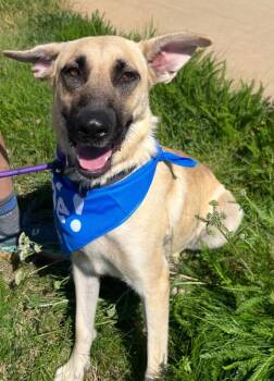 Rescue Shepherd and Labrador Retriever Dogs for Adoption in Fort Lupton, Colorado - LaFerne | PetCurious