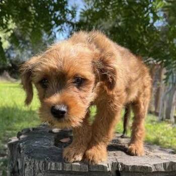 Terrier Dogs Available for Adoption in Sonoma, California - Violet | PetCurious