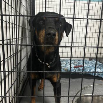 Ryn -  Rottweiler and Mixed Breed Dog for Adoption in St. Louis, Missouri - Ryn | PetCurious