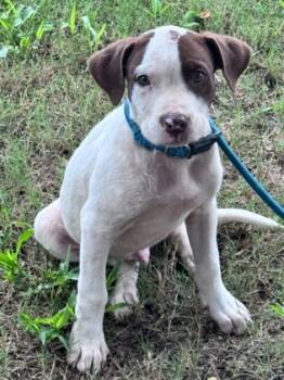 Rescue Labrador Retriever and Mixed Breed Dogs for Adoption in Moultrie, Georgia - Audie Murphy | PetCurious