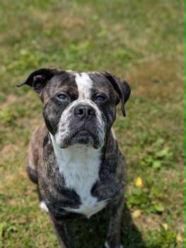 Steve -  Boxer and Bulldog Dog for Adoption in Chambersburg, Pennsylvania - Steve | PetCurious