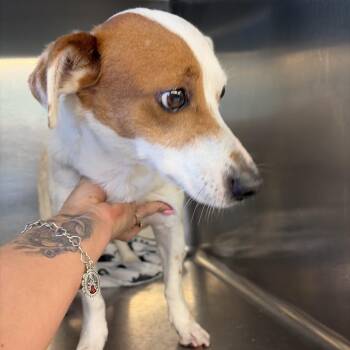 A-Aron -  Rat Terrier Dog for Adoption in Lake Jackson, Texas - A-Aron | PetCurious