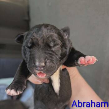Abraham -  Mixed Breed Dog for Adoption in Melbourne, Kentucky - Abraham | PetCurious