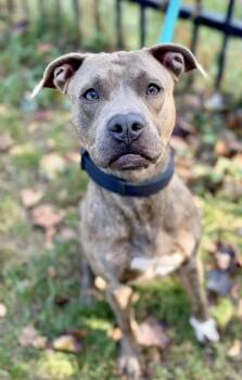 Cracker Jack -  Pit Bull Terrier Dog for Adoption in Buffalo, New York - Cracker Jack | PetCurious