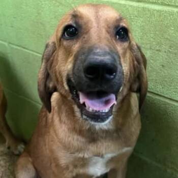 Reba -  Bloodhound Dog for Adoption in Fort Payne, Alabama - Reba | PetCurious