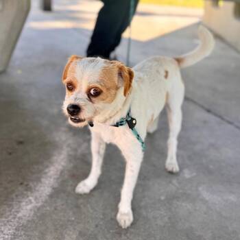 Mylo - Costa Mesa Location -  Parson Russell Terrier and Mixed Breed Dog for Adoption in Chino Hills, California - Mylo - Costa Mesa Location | PetCurious