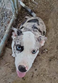 Dylan -  Catahoula Leopard Dog Dog for Adoption in Middletown, Connecticut - Dylan | PetCurious