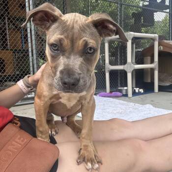 Axel -  Pit Bull Terrier Dog for Adoption in Waynesburg, Pennsylvania - Axel | PetCurious