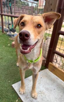 Goldie -  Labrador Retriever Dog for Adoption in Southlake, Texas - Goldie | PetCurious