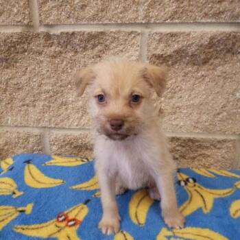 Terrier Dogs Available for Adoption in Beaumont, Texas - Trip | PetCurious
