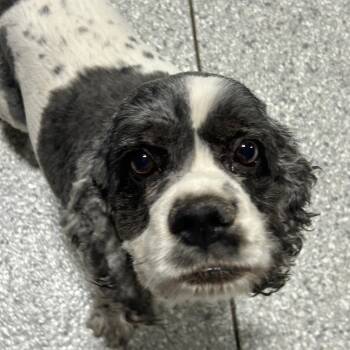 Cocker Spaniel Dogs Available for Adoption in Antwerp, Ohio - Tricia  | PetCurious